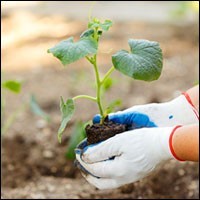 Victory Gardens 2.0: Gardening in the Pandemic Era | Trends