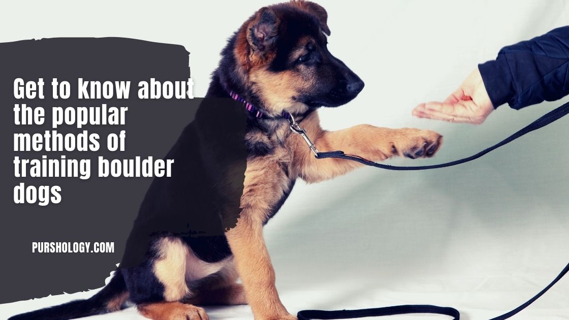 Get to know about the popular methods of training boulder dogs